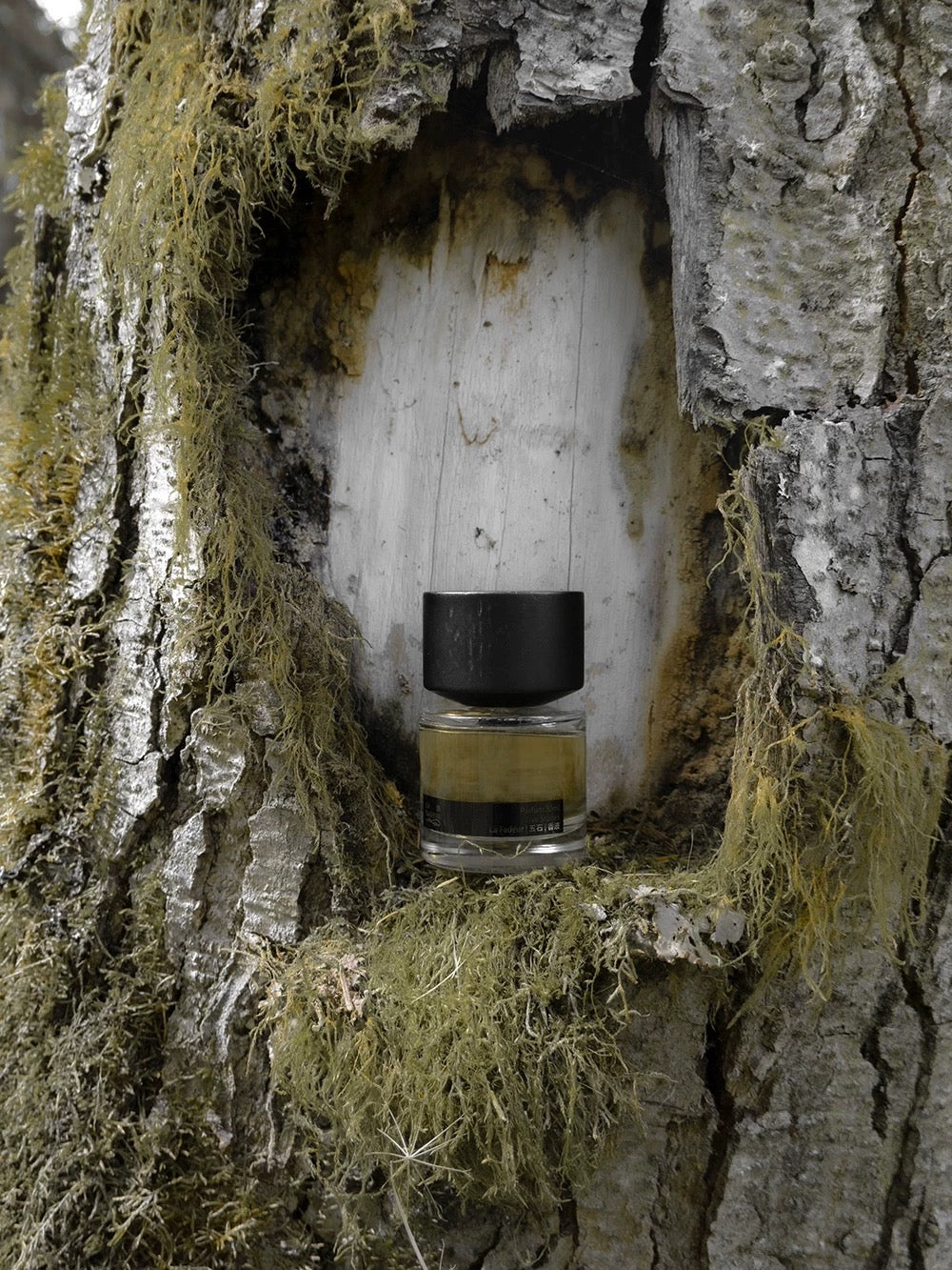 Eau de Parfum | Temple Dream